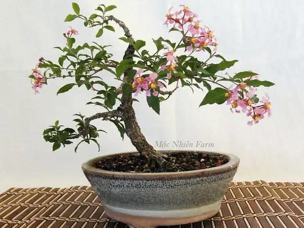 Đặc Điểm Của Hồng Ngọc Mai