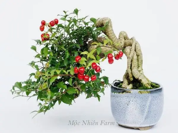 Đặc Điểm Của Hồng Ngọc Mai Đặc Điểm Của Hồng Ngọc Mai