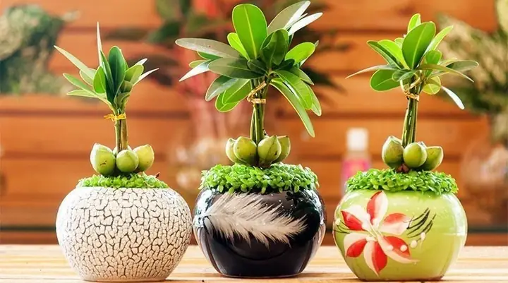 2.3 Cây Cảnh Hợp Phong Thủy Cho Người Mạng Kim 2.3 Cây Cảnh Hợp Phong Thủy Cho Người Mạng Kim
