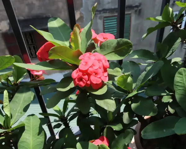 Xương Rồng Bát Tiên 2