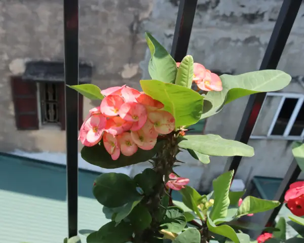 Xương Rồng Bát Tiên 1