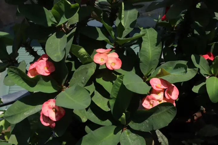 Xương Rồng Bát Tiên 3