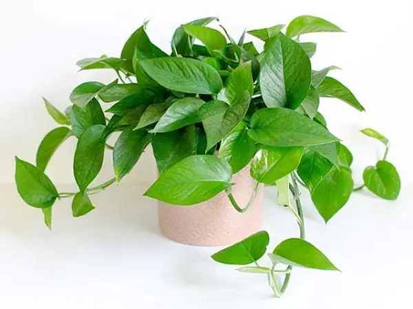 Cây Cảnh Nội Thất Phòng Khách