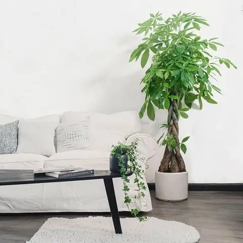 Cây Cảnh Nội Thất Phòng Khách