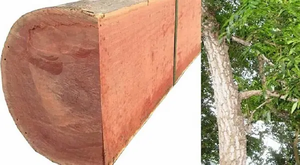 1. Tìm hiểu về chất liệu làm nên giường gỗ xoan đào