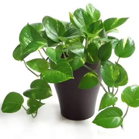 3.Những loại cây nên trồng trong phòng ngủ 3.Những loại cây nên trồng trong phòng ngủ