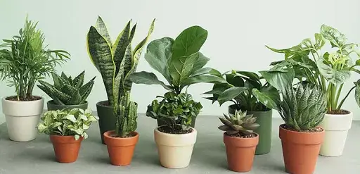 2.Nguyên tắc khi đặt cây trong phòng ngủ