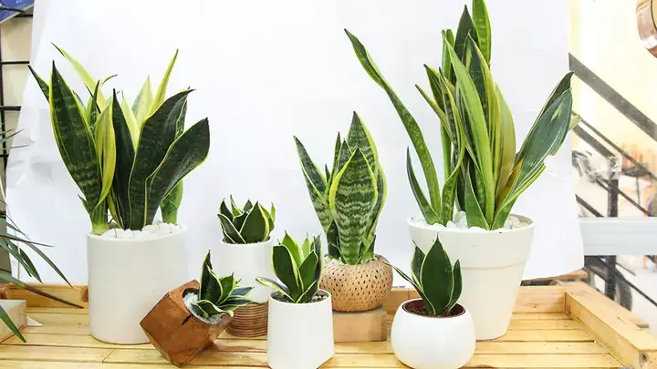 2.Nguyên tắc khi đặt cây trong phòng ngủ 2.Nguyên tắc khi đặt cây trong phòng ngủ