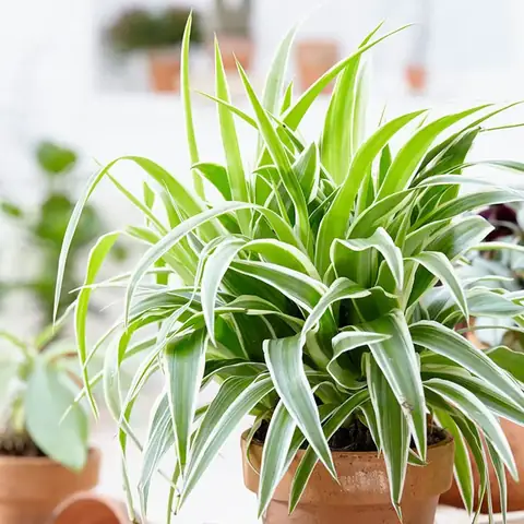 3.Những loại cây nên trồng trong phòng ngủ 3.Những loại cây nên trồng trong phòng ngủ