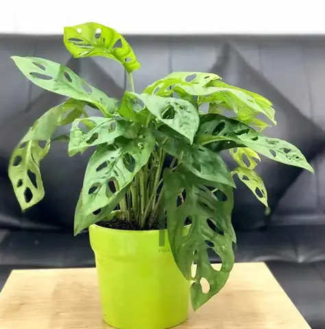 3.Những loại cây nên trồng trong phòng ngủ 3.Những loại cây nên trồng trong phòng ngủ