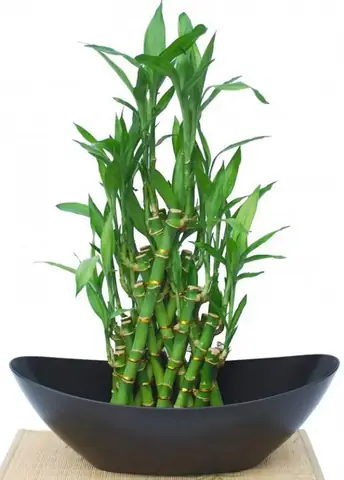 4.Các loại cây trồng không nên đặt trong phòng ngủ 4.Các loại cây trồng không nên đặt trong phòng ngủ