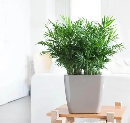3.Những loại cây nên trồng trong phòng ngủ 3.Những loại cây nên trồng trong phòng ngủ
