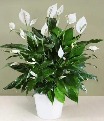 3.Những loại cây nên trồng trong phòng ngủ 3.Những loại cây nên trồng trong phòng ngủ