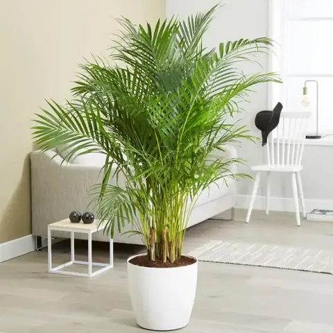3.Những loại cây nên trồng trong phòng ngủ 3.Những loại cây nên trồng trong phòng ngủ