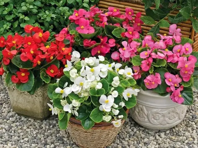 3.Những loại cây nên trồng trong phòng ngủ 3.Những loại cây nên trồng trong phòng ngủ