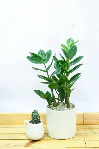 4.Các loại cây trồng không nên đặt trong phòng ngủ 4.Các loại cây trồng không nên đặt trong phòng ngủ