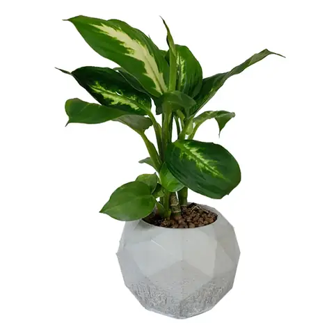 3.Những loại cây nên trồng trong phòng ngủ 3.Những loại cây nên trồng trong phòng ngủ