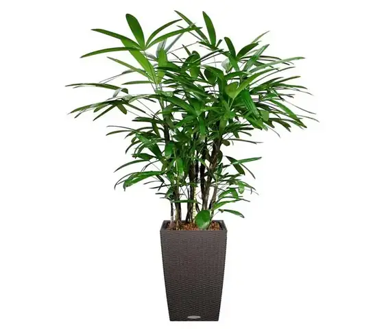 3.Những loại cây nên trồng trong phòng ngủ 3.Những loại cây nên trồng trong phòng ngủ