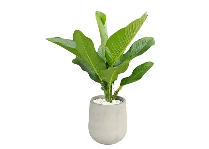 2. Ý Nghĩa Phong Thủy Của Cây Đại Phú Gia