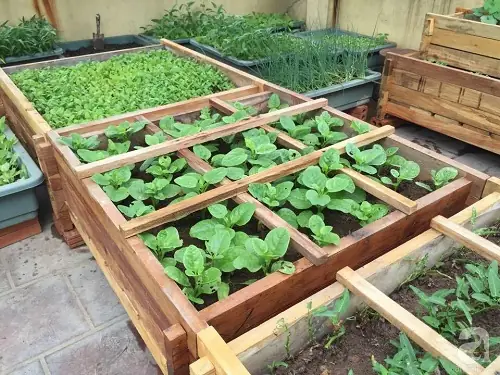 Làm vườn rau bằng gỗ Pallet
