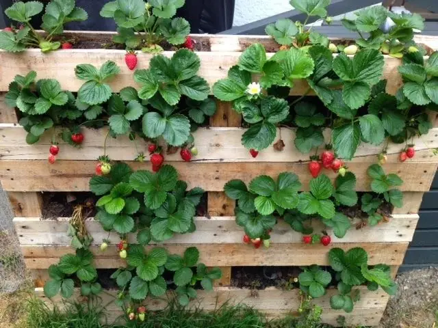 Làm vườn đứng từ pallet gỗ