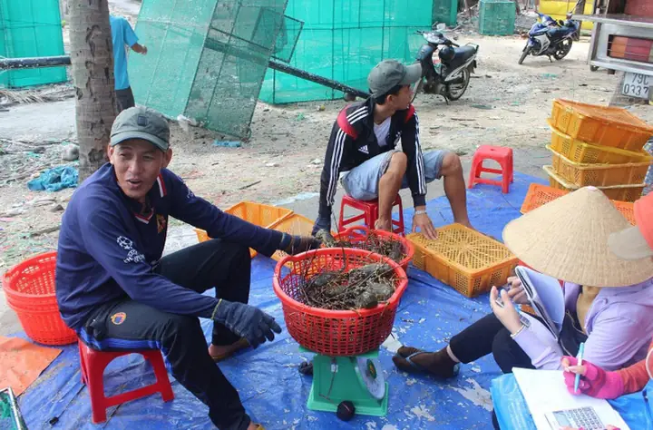 Giá tôm hùm xanh ổn định 780.000 đ/kg người nuôi tôm xã Xuân Thịnh có lãi cao.