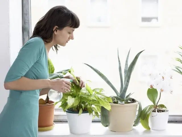 Quy tắc 3: Mỗi loại cây cảnh có một kỹ thuật bón phân khác nhau Quy tắc 3: Mỗi loại cây cảnh có một kỹ thuật bón phân khác nhau