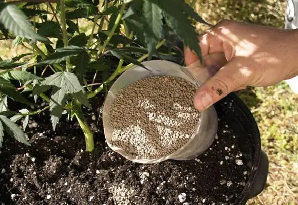 Quy tắc 1: Chia nhỏ lần bón với hàm lượng ít hơn