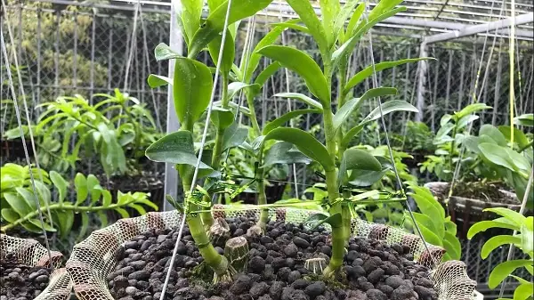 Kỹ thuật bón bề mặt Kỹ thuật bón bề mặt