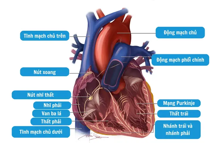 Hình dung cơ bản về hệ thống dẫn truyền tim