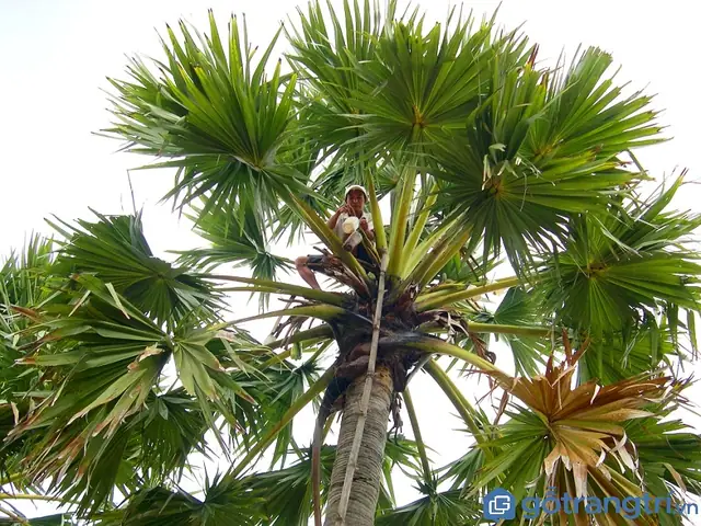 Nghề nấu đường thốt nốt: câu chuyện làm đường