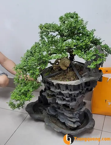 bán cây cần thăng bonsai đẹp