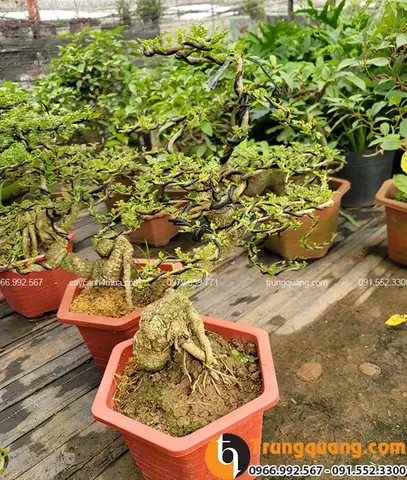 Đặc điểm của cây cần thăng