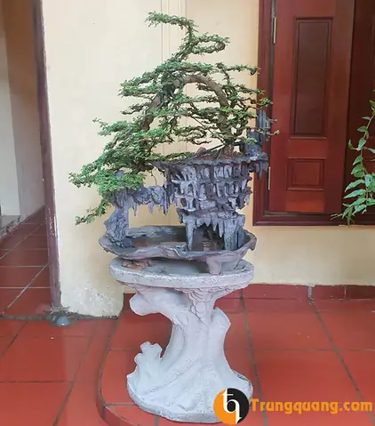Đặc điểm của cây cần thăng