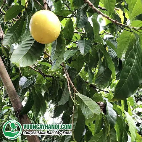 Những Đặc Điểm Của Vú Sữa Hoàng Kim.