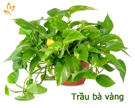 Lựa Chọn Cây Xanh Đặt Bàn Làm Việc Cho Văn Phòng