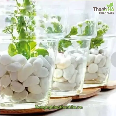1 kg sỏi trắng trang trí tiểu cảnh loại to