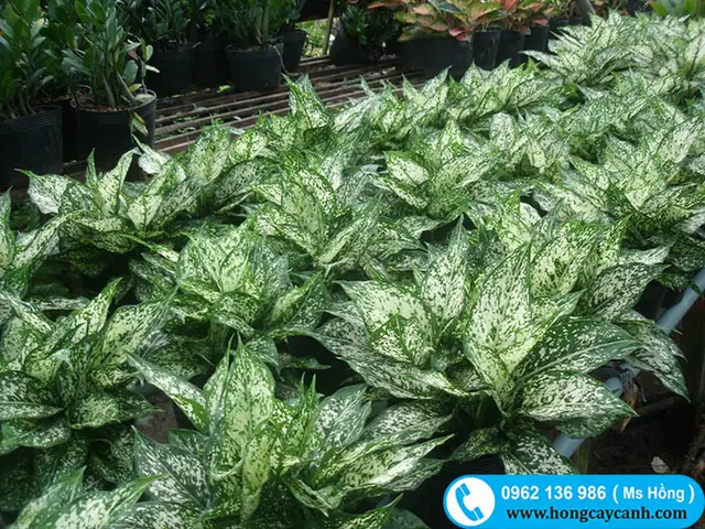 Cây Ngọc Ngân Kết Hợp Giữa Màu Xanh Và Trắng Bạc Nổi Bật, Được Đặt Trang Trí Văn Phòng, Phòng Khách Làm Cảnh. Cây Ngọc Ngân Nội Thất Văn Phòng Giúp Thanh Lọc Không Khí, Giảm Stress, Căng Thằng.