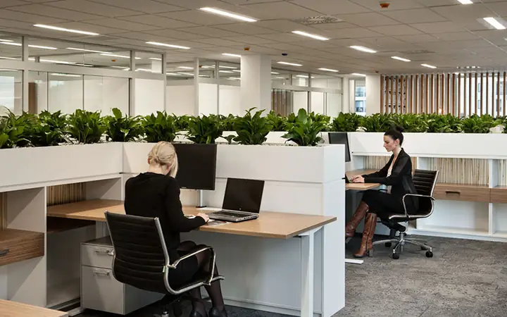 Cây Xanh Và Vật Trang Trí May Mắn Trong Bố Trí Nội Thất Văn Phòng