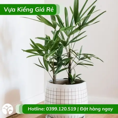 Caây Trang Kiểng Nội Thất