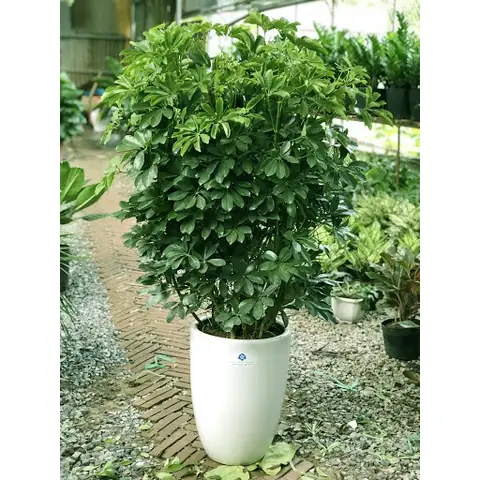 Cây Xanh Trong Nội Thất: Tuyển Chọn Và Chăm Sóc Đúng Cách