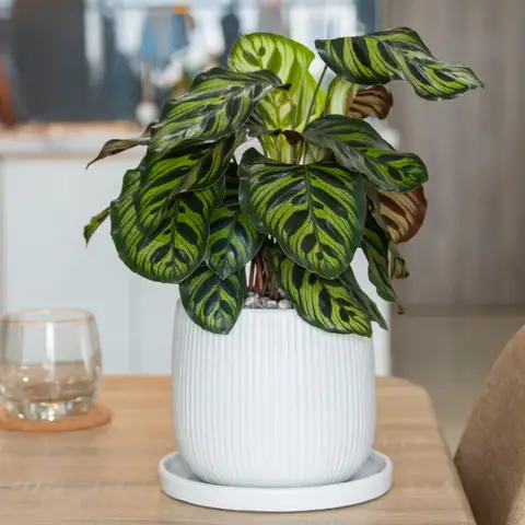 14. Đuôi Công (calathea) - Cây Nội Thất Cực Đẹp Mà Dễ Chăm Sóc 14. Đuôi Công (calathea) - Cây Nội Thất Cực Đẹp Mà Dễ Chăm Sóc