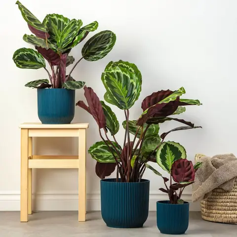 14. Đuôi Công (calathea) - Cây Nội Thất Cực Đẹp Mà Dễ Chăm Sóc 14. Đuôi Công (calathea) - Cây Nội Thất Cực Đẹp Mà Dễ Chăm Sóc