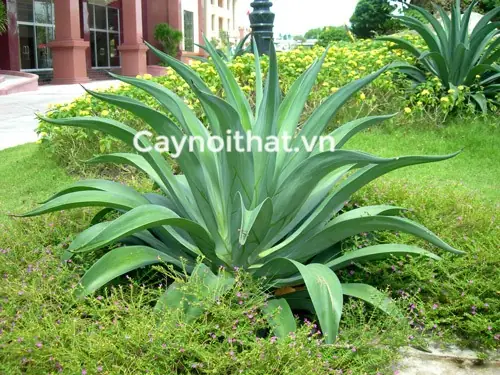 Đặc Điểm Chung Của Cây Dứa Cảnh