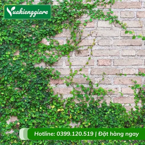 Cay Leo Tường Nội Thất