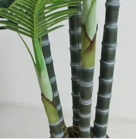 Cây Nội Thất Cao 2m Cây Nội Thất Cao 2m