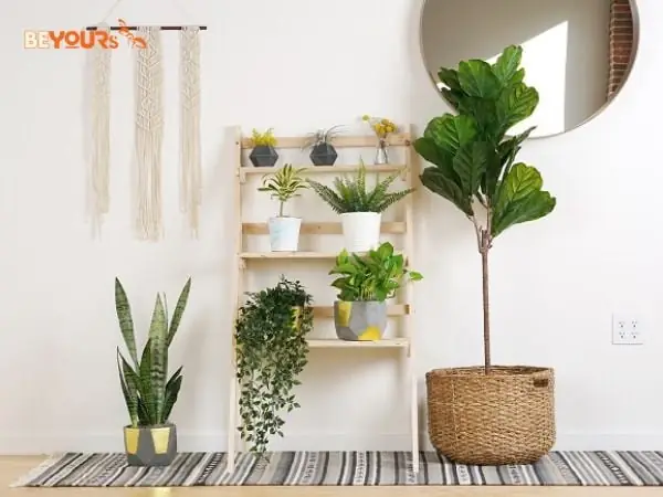 Cây Cảnh Có Hoa Trong Nhà Hợp Mệnh Hoả