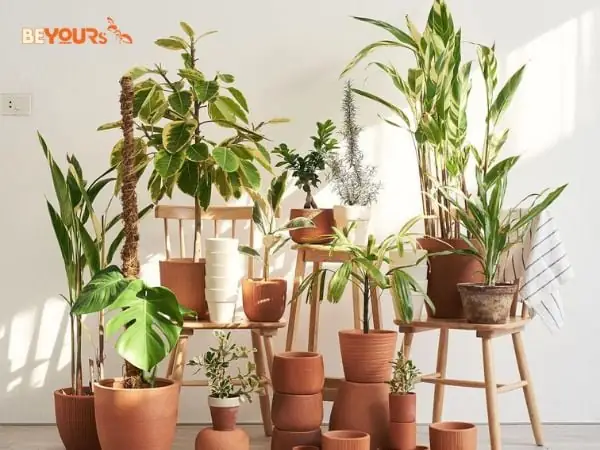 Vị Trí Đặt Cây Xanh Trong Nhà Hợp Mệnh Hoả