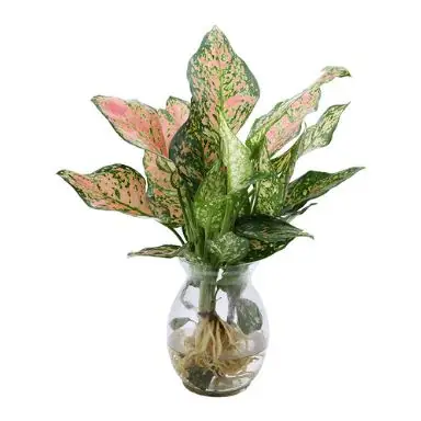 Cây Vạn Lộc