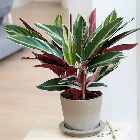 Cây Trầu Bà Đế Vương Đỏ